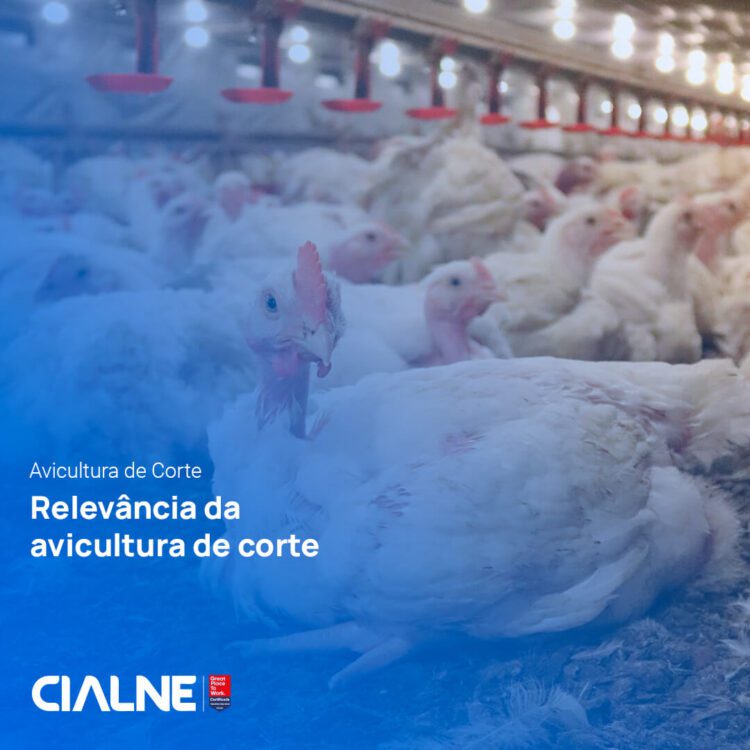 Relevância da avicultura de corte